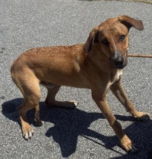 Dippy, Catahoula Leopard Dog, young, available for adoption