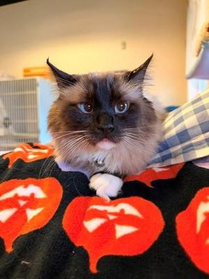 Beethoven, adult, available for adoption