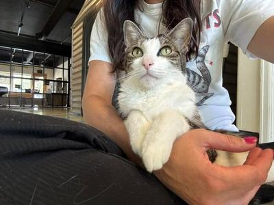 Taco, adult, available for adoption