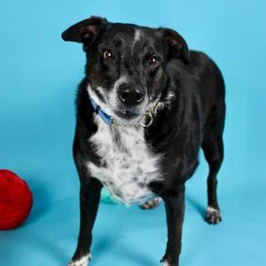 Starla, Collie, Border, adult, available for adoption