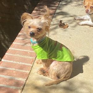 Chaz, Terrier, Yorkshire, Yorkie, senior, available for adoption