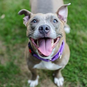 FIFA, Terrier, American Pit Bull, adult, available for adoption