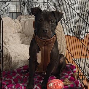 Blue, Terrier, American Pit Bull, adult, available for adoption