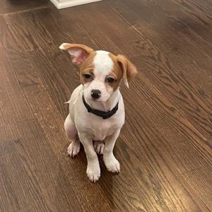 a small brown and white dog sitting on a wooden floor