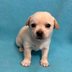A small white puppy with floppy ears sitting on a blue surface.