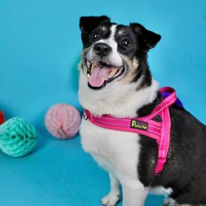 Evie, Terrier, senior, available for adoption