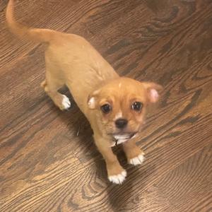 A small brown puppy with white paws standing on a wooden floor.