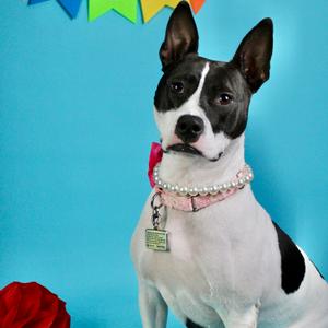 Nova Jean, Terrier, American Pit Bull, adult, available for adoption