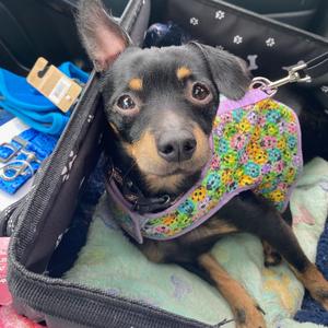 Tiger, Dachshund, adult, available for adoption