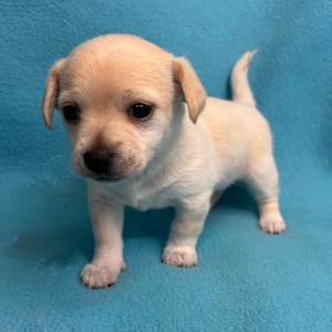 Ginger, Chihuahua, available for adoption