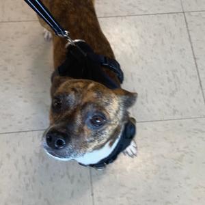 Tie, Terrier, adult, available for adoption
