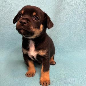 Clove, Chihuahua, available for adoption