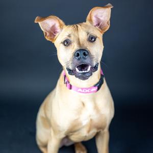 Georgia, Terrier, American Pit Bull, adult, available for adoption