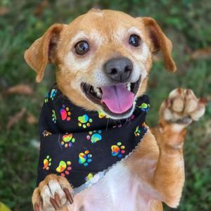 Little Bit, Chihuahua, adult, available for adoption