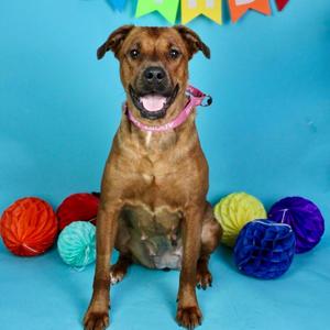 Nova, Mixed Breed (Medium), adult, available for adoption