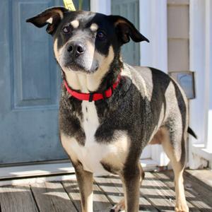 Sadie, Coonhound, adult, available for adoption