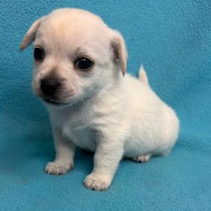 Cinnamon, Chihuahua, available for adoption