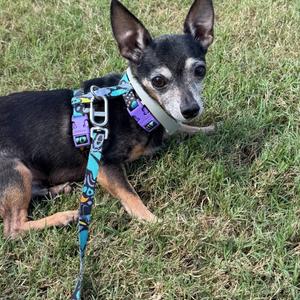 A small dog with black and brown fur lying on grass, wearing a colorful harness.