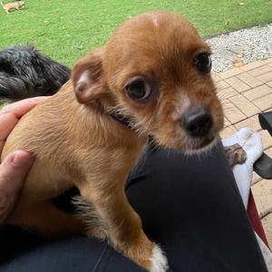 Wilma, Chihuahua, puppy, available for adoption