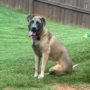 A dog sitting on a grassy lawn with its tongue out, wearing a red collar.