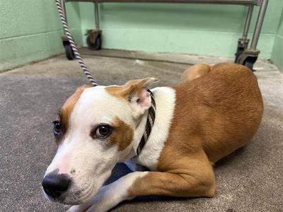 CHEYENNE, Pit Bull Terrier, young, available for adoption