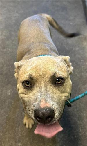 DALE, Pit Bull Terrier, young, available for adoption