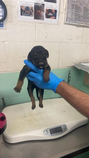 A737696, Doberman Pinscher, puppy, available for adoption