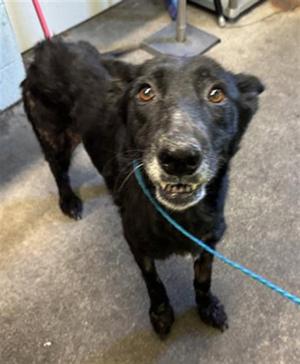 A743371, German Shepherd Dog, adult, available for adoption