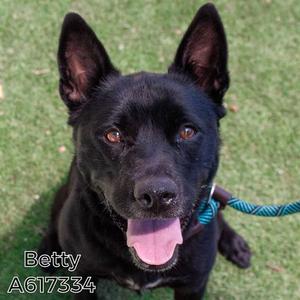 BETTY, German Shepherd Dog, adult, available for adoption