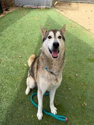 A husky dog sitting on green artificial turf with a blue leash around its neck.