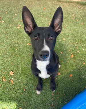 A black and white dog with pointed ears sitting on grass, looking up at the camera.