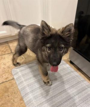 A742894, German Shepherd Dog, puppy, available for adoption