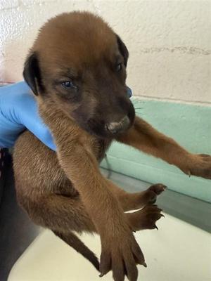 A737694, Doberman Pinscher, puppy, available for adoption