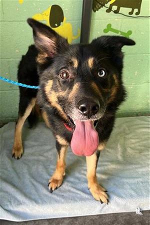 ADEN, German Shepherd Dog, adult, available for adoption