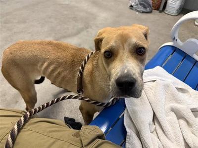 CLEO, Labrador Retriever, young, available for adoption