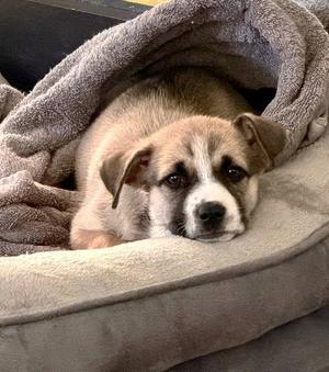 A737238, Pit Bull Terrier / Siberian Husky, puppy, available for adoption