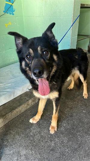 BUDDY, German Shepherd Dog, adult, available for adoption