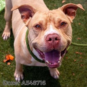 DOZER, Pit Bull Terrier, senior, available for adoption