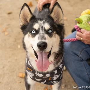 ANIKA, Siberian Husky, young, available for adoption