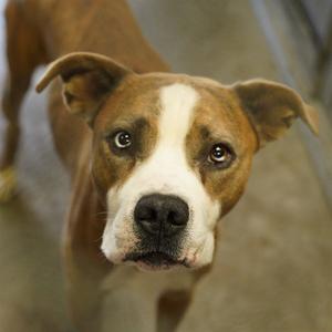 DAMU, Pit Bull Terrier, senior, available for adoption