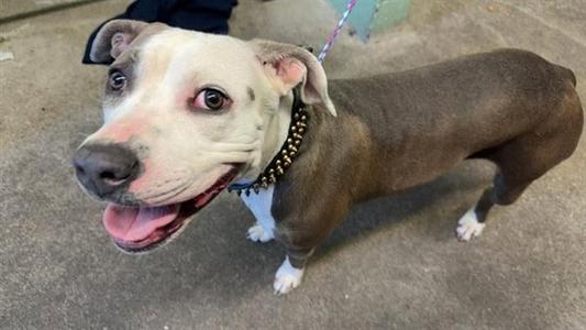 DORIS, Pit Bull Terrier, adult, available for adoption