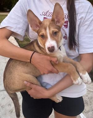 A737237, Pit Bull Terrier / Siberian Husky, puppy, available for adoption