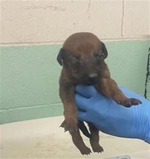A737699, Doberman Pinscher, puppy, available for adoption