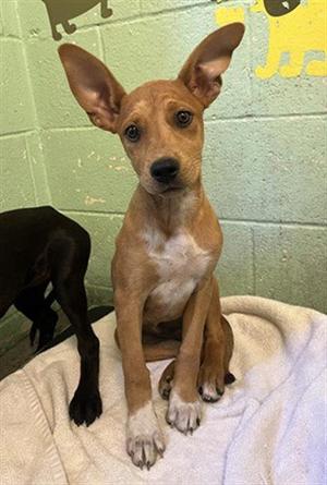 CINDY, Pit Bull Terrier, puppy, available for adoption