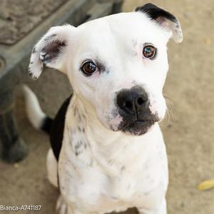 BIANCA, Pit Bull Terrier, adult, available for adoption