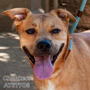CHONKERS, Pit Bull Terrier, adult, available for adoption