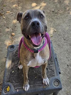 A brown and white dog with a pink collar sitting on a black plastic container.