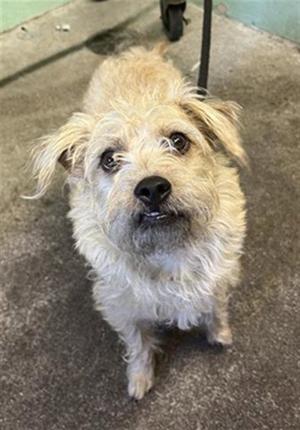 BOSUN, Terrier, young, available for adoption