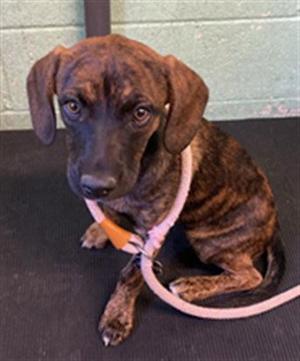BAXTER, Hound / Pit Bull Terrier, puppy, available for adoption