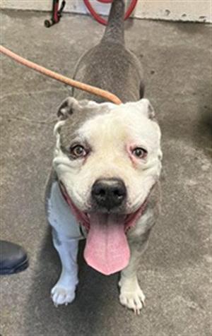 A happy dog with a white face and gray body, sticking out its tongue, standing on a concrete floor with a leash attached to its collar.